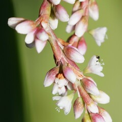 Persicaria lanigera