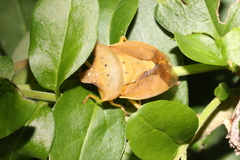 Lelia decempunctata