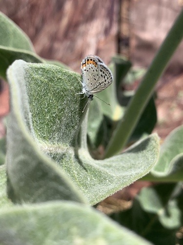 iNaturalist observation photo of Acmon Blue