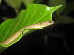 Compsophis laphystius