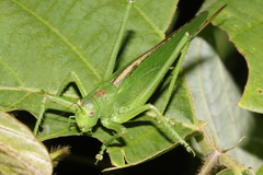 Tettigonia dolichoptera