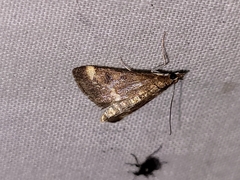 Pyrausta nicalis