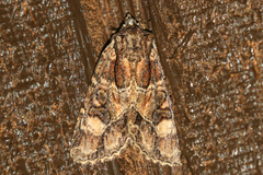 Aseptis binotata