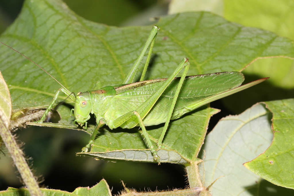 Korean Green Bush-cricket