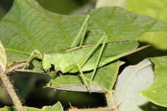 Tettigonia dolichoptera