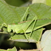 Tettigonia dolichoptera - Photo (c) Jonghwan Choi, some rights reserved (CC BY-NC), uploaded by Jonghwan Choi