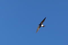 Delichon urbicum urbicum