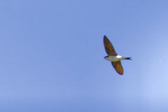 Delichon urbicum urbicum