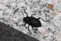 Plesiophthalmus davidis