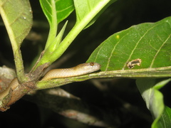 Compsophis laphystius