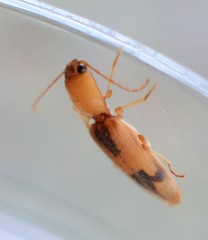 Conoderus vespertinus