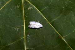 Pseudopostega crepusculella