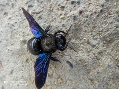 Xylocopa violacea