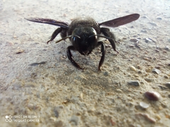Xylocopa violacea