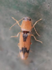 Conoderus vespertinus