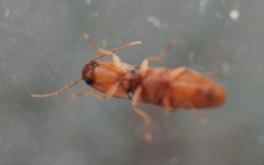 Conoderus vespertinus