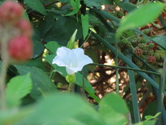 Calystegia sepium limnophila