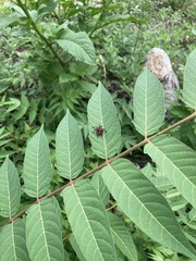 Lycorma delicatula