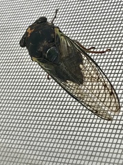 Neotibicen lyricen engelhardti