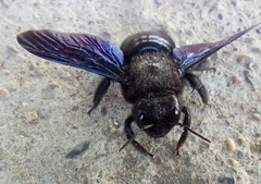 Xylocopa violacea