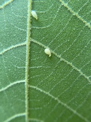 Caryomyia eumaris
