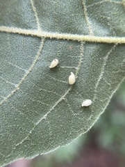 Caryomyia eumaris