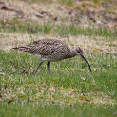 Numenius phaeopus phaeopus