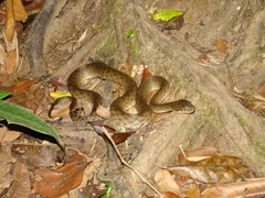 Madagascarophis colubrinus