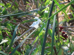Calystegia sepium limnophila