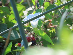 Calystegia sepium limnophila