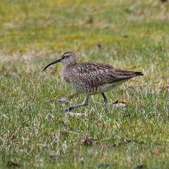 Numenius phaeopus phaeopus