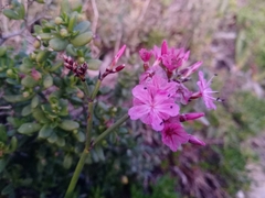 Limonium peregrinum