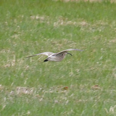 Numenius phaeopus phaeopus