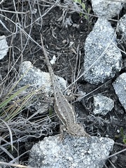 Sceloporus jalapae