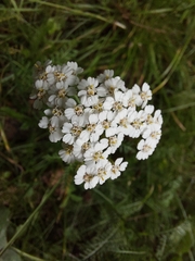 Achillea millefolium