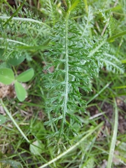Achillea millefolium