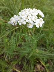 Achillea millefolium
