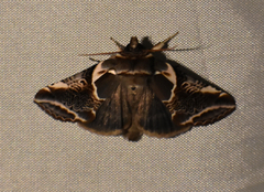 Habrosyne scripta