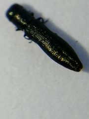 Cylindromorphus