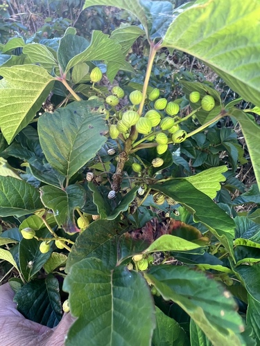 Toxicodendron lobadioides
