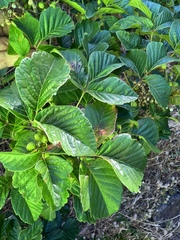 James H. Thomas, CC BY, iNaturalist via GBIF Toxicodendron × lobadioides, photograph James H. Thomas, CC BY, iNaturalist via GBIF