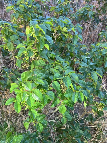 Toxicodendron × lobadioides, photograph 2