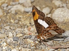 Adelpha malea