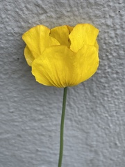 Papaver cambricum