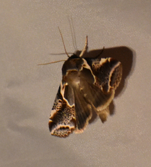 Habrosyne scripta