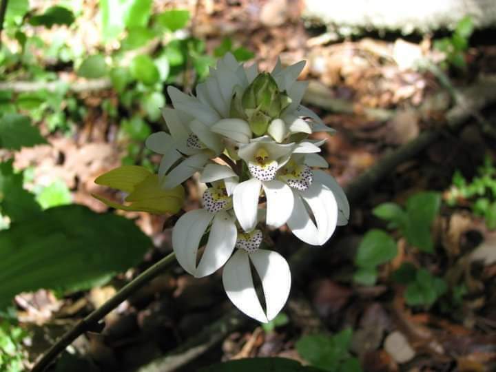 Govenia capitata