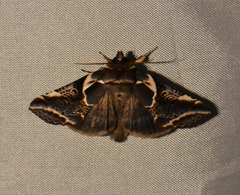 Habrosyne scripta