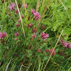 Trifolium pratense