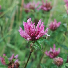 Trifolium pratense