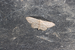 Idaea calunetaria